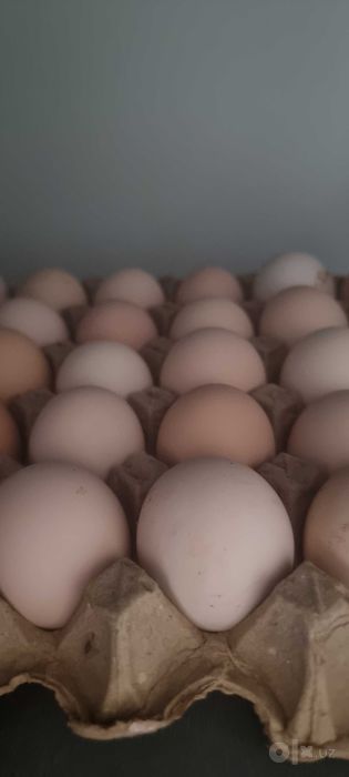 Домашнии яйца .без добавок и антибиотиков