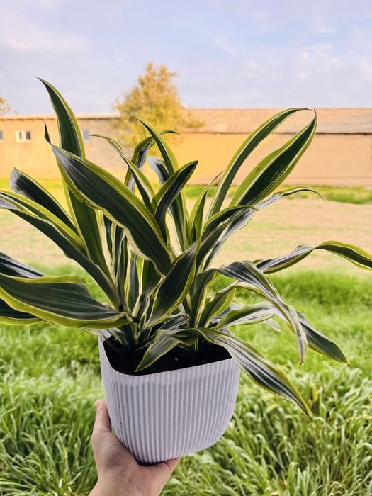 Комнатные цветы болме гулдери