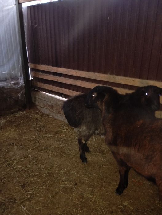 Қошқар 1 жасар.150мыңнан