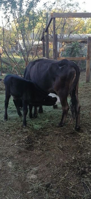 Корова телёнок 2 месяца сосунок