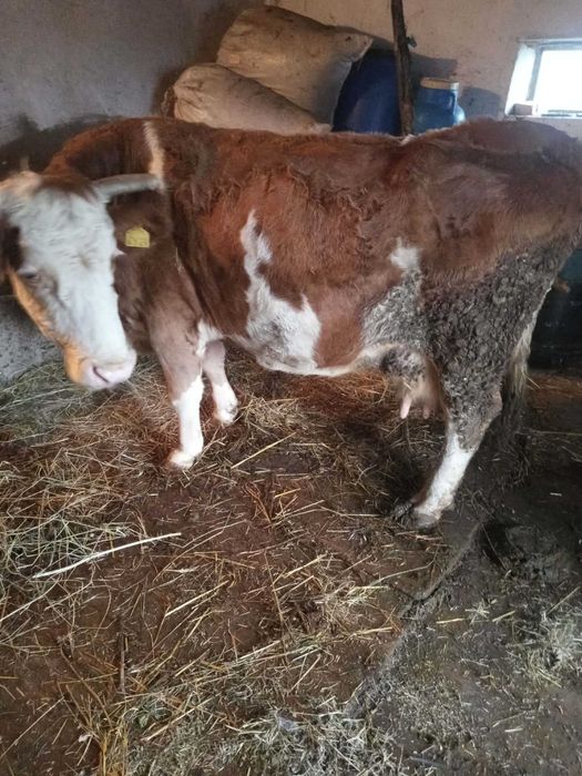 Vând vacă de 8 ani