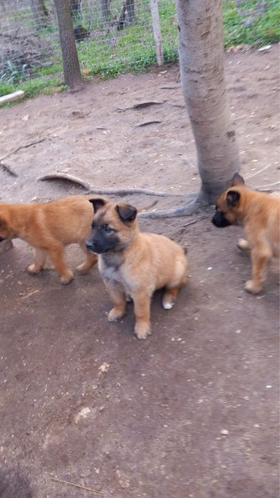 Белгийски овчарки Малиноа