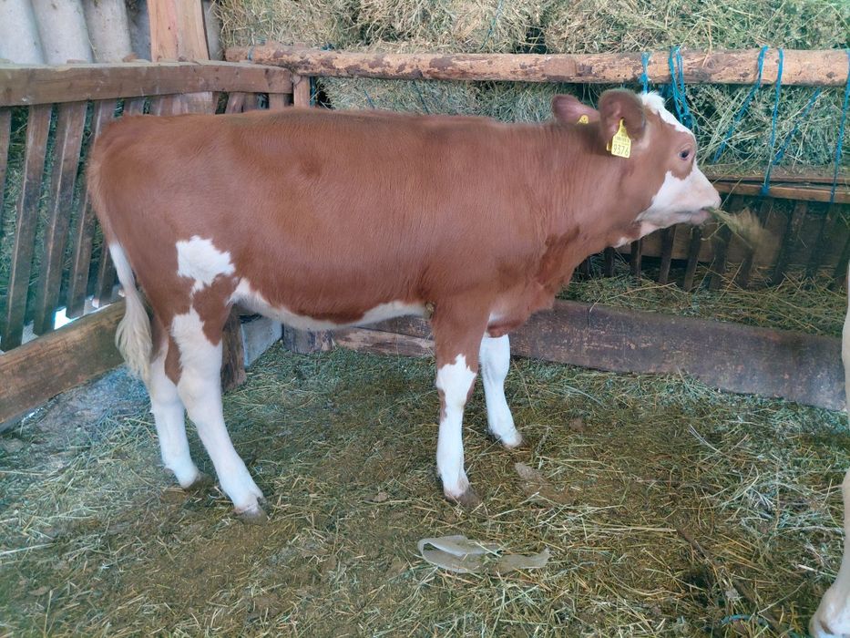 Vând  vițele cuminți