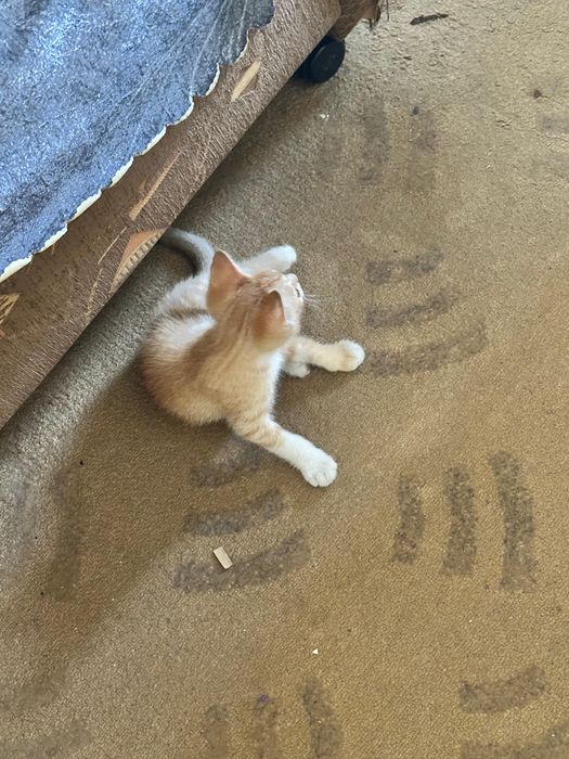 Котенок в добрые руки