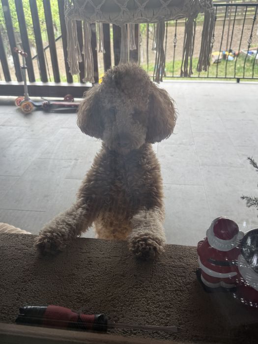 Pudel / poodle mascul