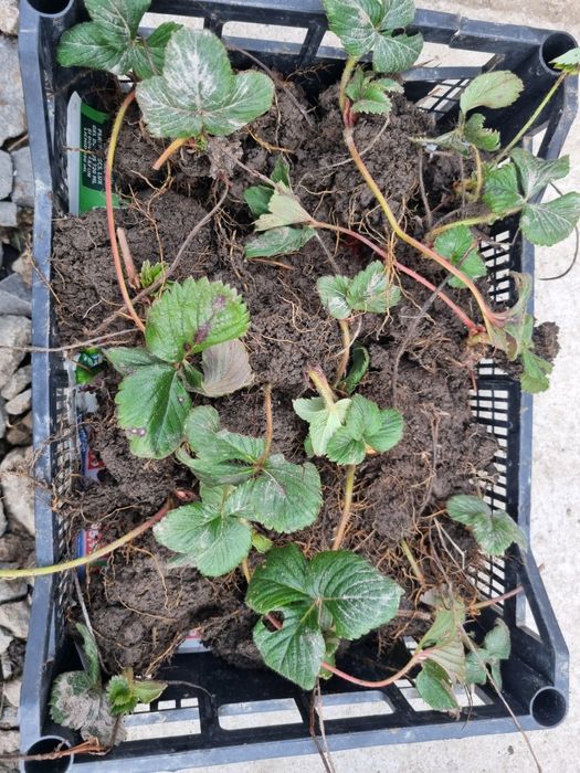 Vând stoloni de capsuni