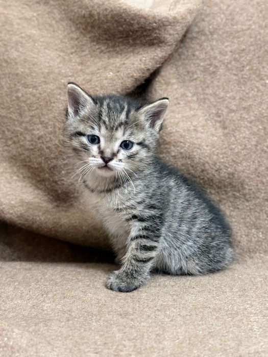 Продам котят в хорошие руки