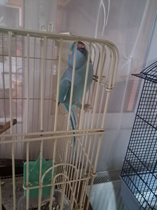 Papagal micul Alexander