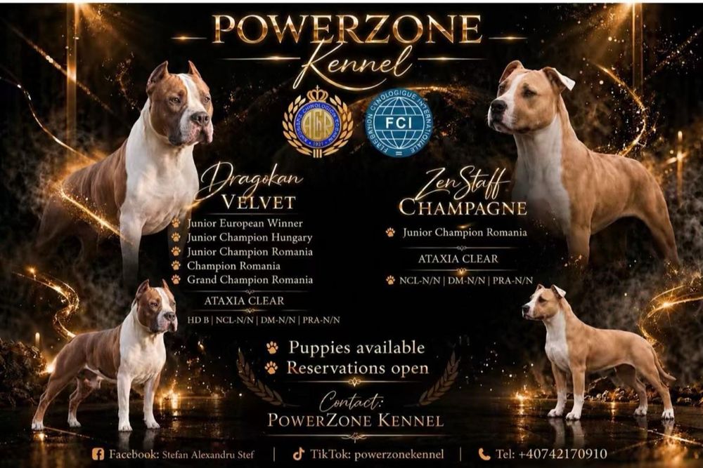 Femelă Amstaff cu pedigree