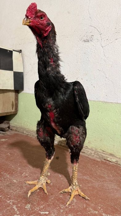 дакан тухумлари сотилади зоти тозаси бухоро гиждувонда