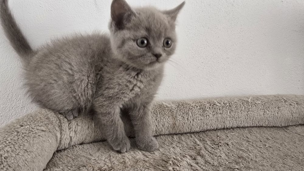 Pisicuțe scotish fold și british shorthaire