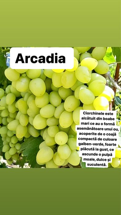 Vita de vie altoita si hibrida