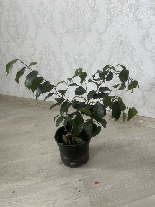 Комнатные растения