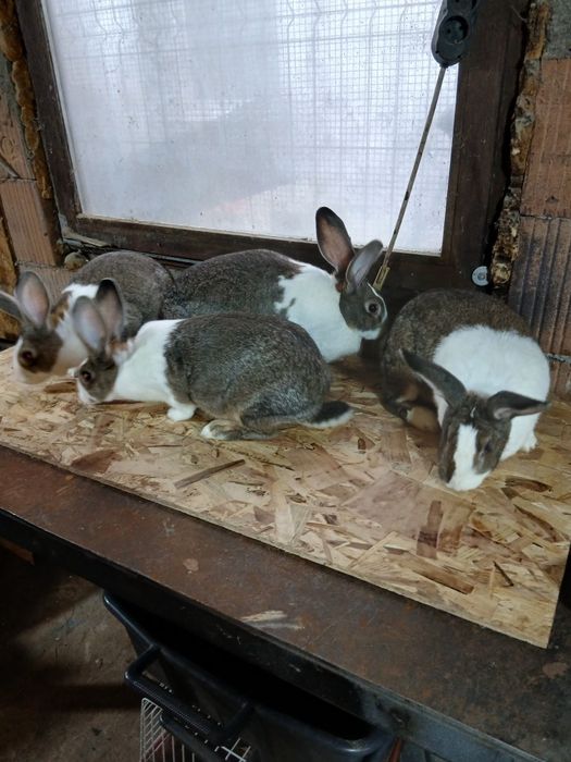 Hycole francez femele