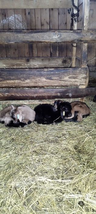 Iezi sugari de vanzare