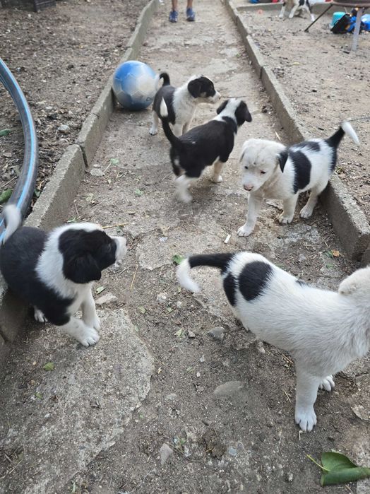 Бордър коли отбити 6 кученца