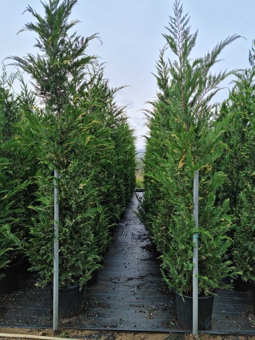 Leylandi,Arizonica,Goldcrest gard viu plante la ghiveci livrare rapida