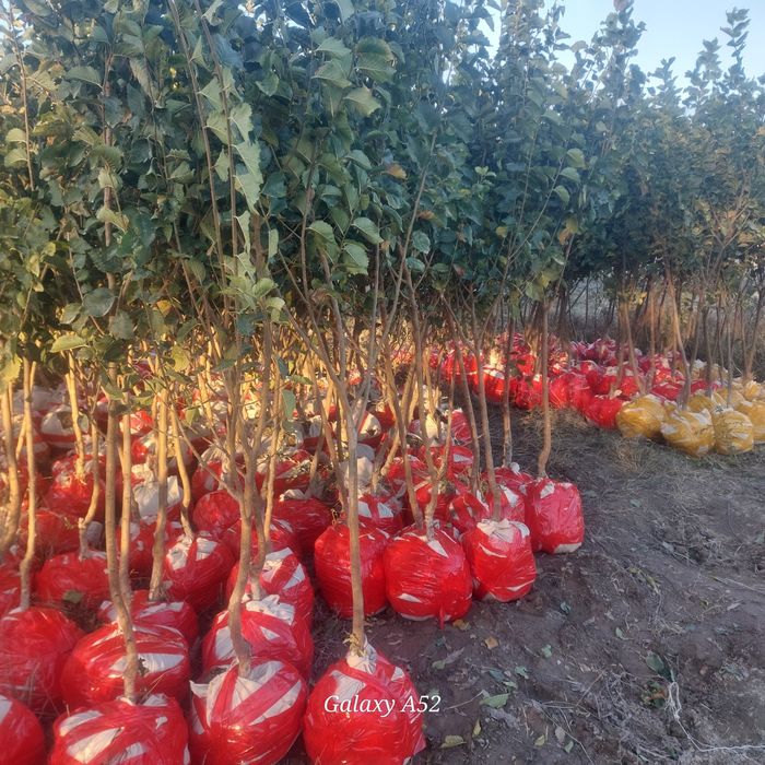 Гужум, Сада қайрағоч, Ясин