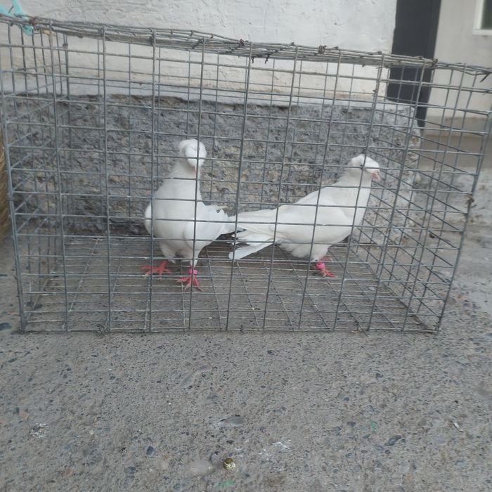 Бели двух чуби самец самка