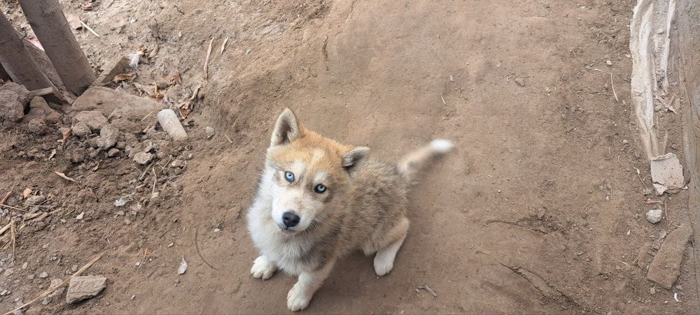 Sibirskiy Xaski "Haski"