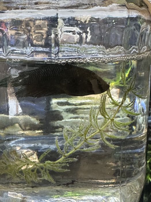 Продам рыбок петушков