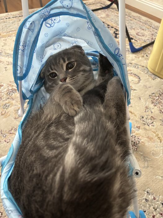 Отдам кота в хорошие руки