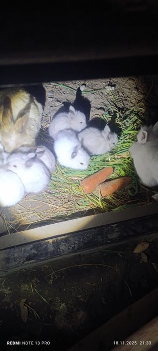 Декоративные кролики