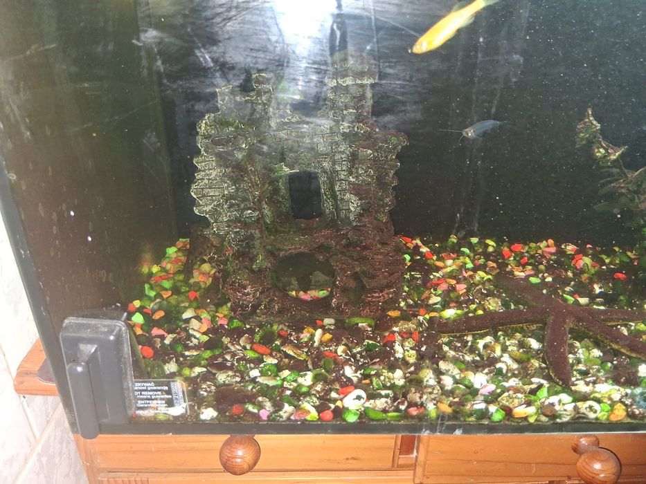 Vând  acvariu  cu pești