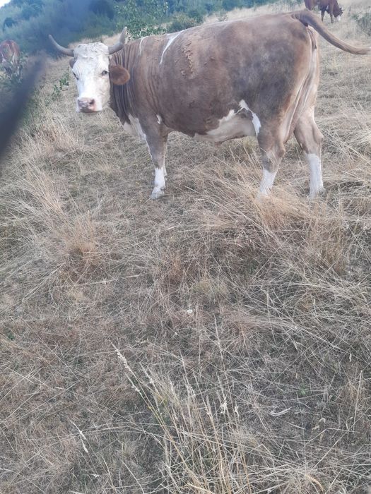 Vand vaca de fatat