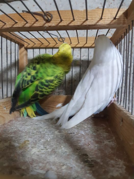 Valnisti papugay para