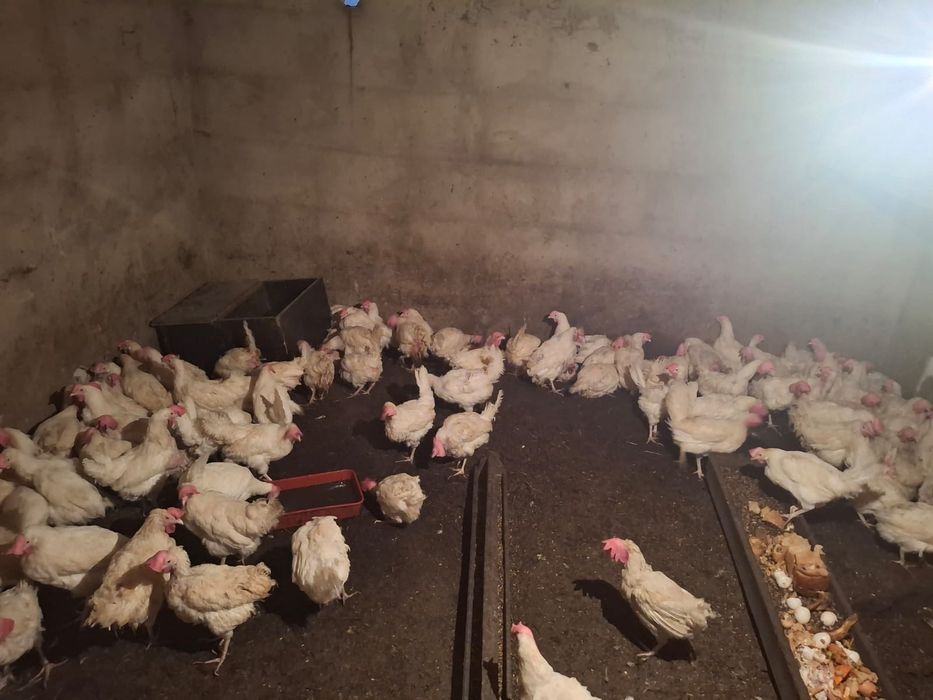 Продам куры несушка