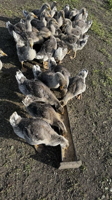 Продам домашних  гусей