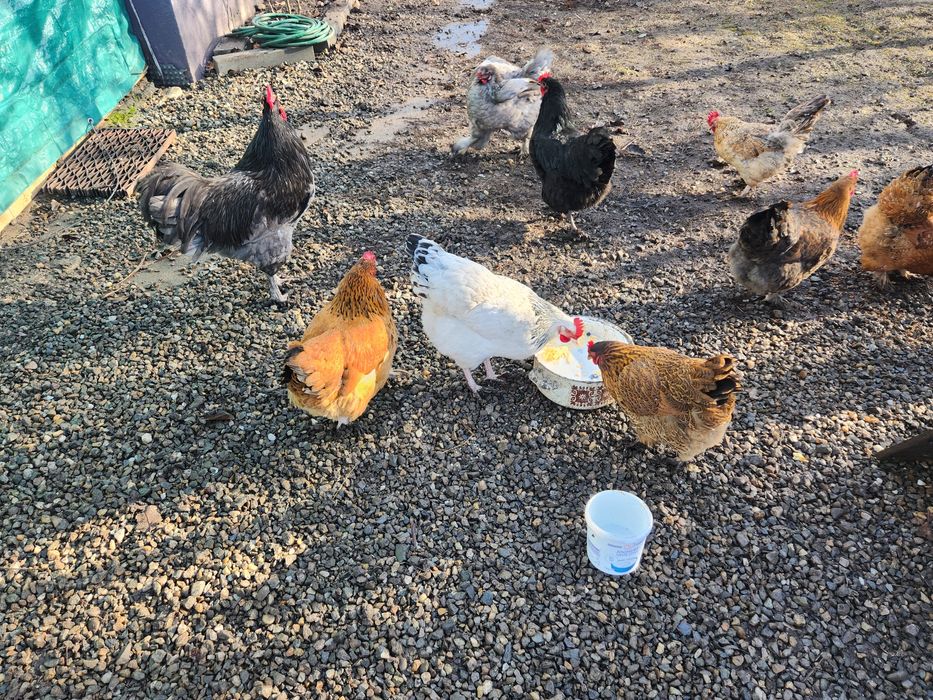 Ouă pentru incubat Australorp albastru,Sussex și alte rase vezi poze