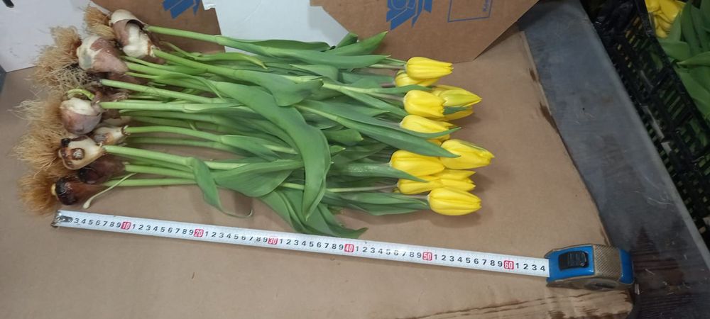 Тюльпаны оптом цветы