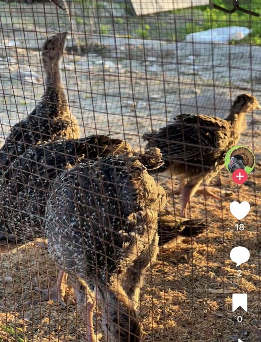 Мооодняк чистый серверокавказ индюк