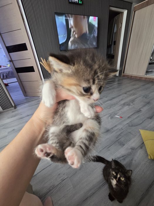 Котята коты кошки