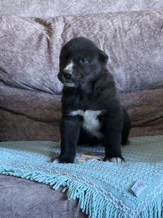 Щенок Алабая,Щенята,Собаки