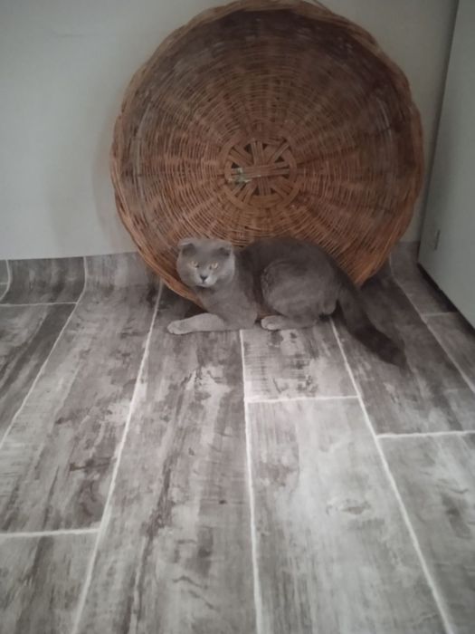 Scotiw FOLD  kelishilgan narhda