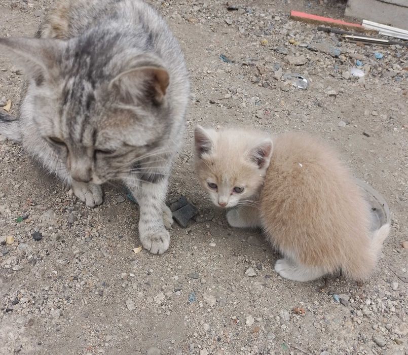 Котята в добрые руки