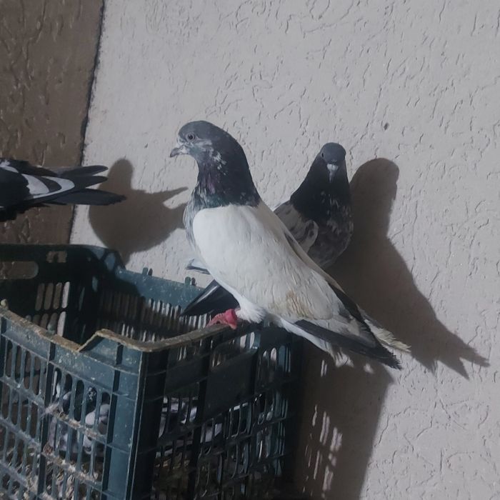 Пакистан кобрашей самец летный