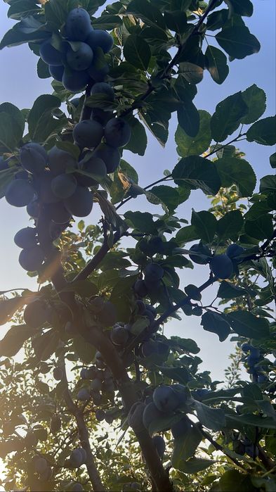 Magiun de prune ca pe vremea bunicilor