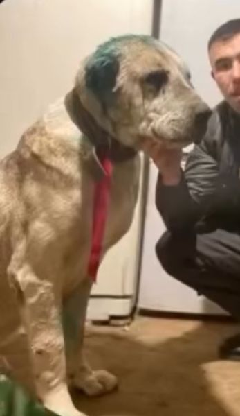 Продается Моторола