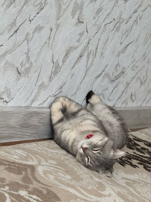 Скоттиш фолд мальчик