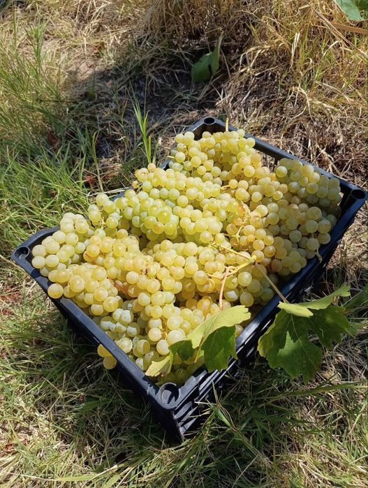 Struguri  pentru vin