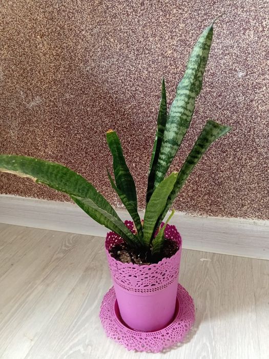 Комнатные растения