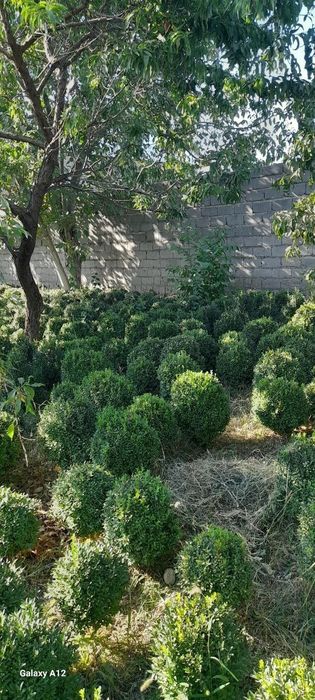 Самшит (Шамшод), доимий яшил холатида туради