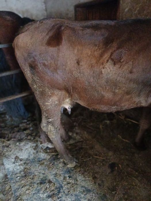 Vând vaca gestanta în 5 luni
