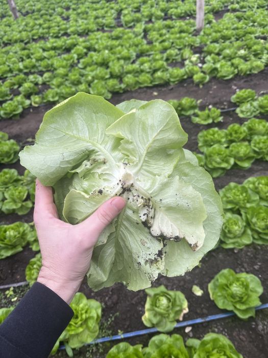 Salată Centore proaspătă – Direct de la producător!