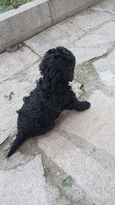 Продавам пудел той