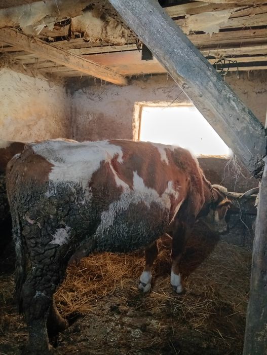 Vacii și vitei intercati